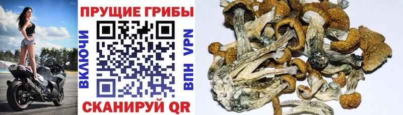 Галлюциногенные грибы Psilocybine cubensis  даркнет сайт  Алупка 